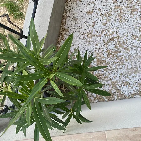 Lemon 3* קוסטינסטי